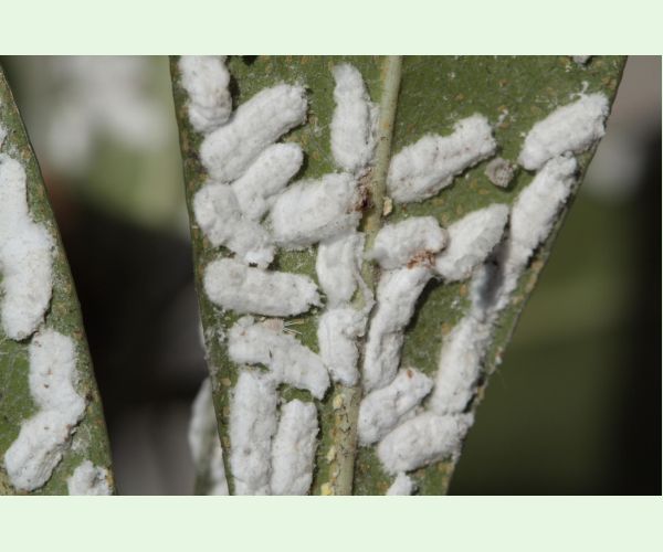 Červec Pulvinaria hydrangeae