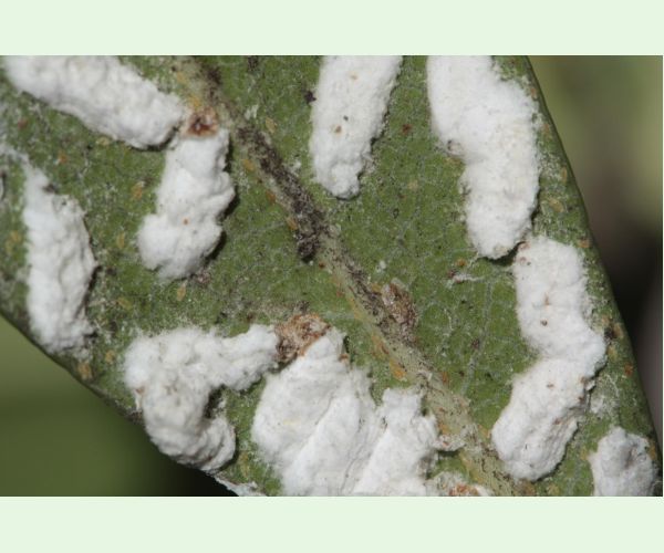 Červec Pulvinaria hydrangeae