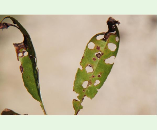 Chrastavitosť kôstkovín