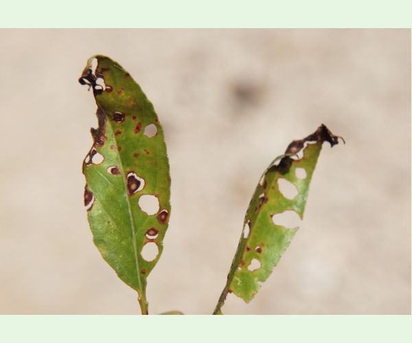 Chrastavitosť kôstkovín