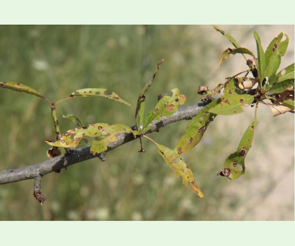 Chrastavitosť kôstkovín