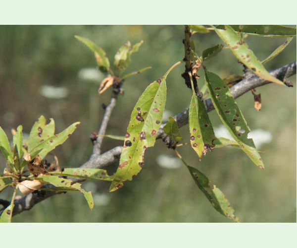 Chrastavitosť kôstkovín