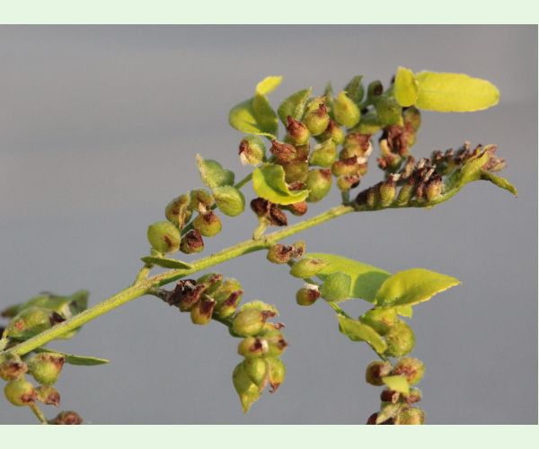 Byľomor Dasineura gleditchiae