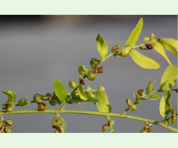 Byľomor Dasineura gleditchiae