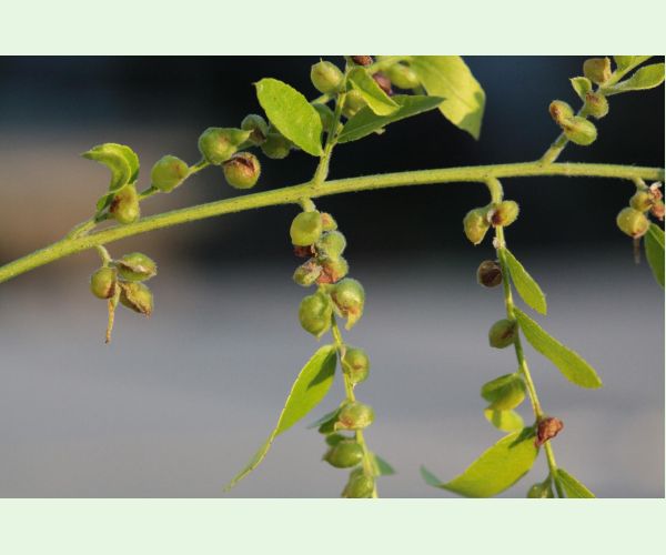 Byľomor Dasineura gleditchiae