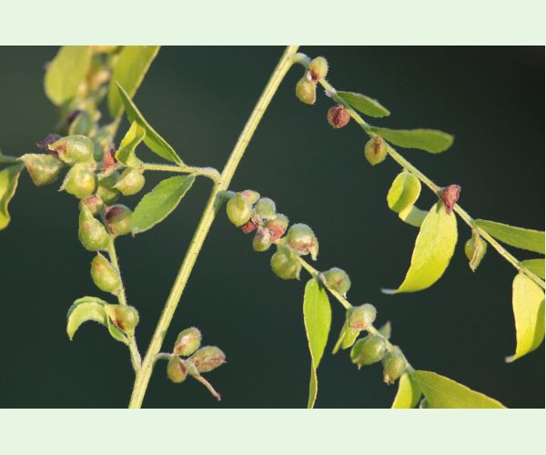 Byľomor Dasineura gleditchiae