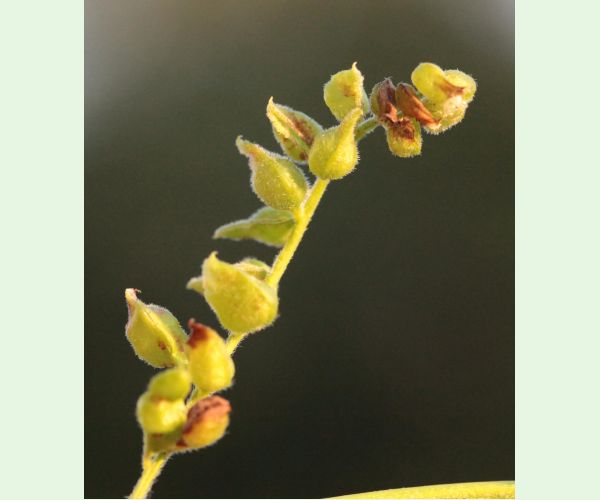 Byľomor Dasineura gleditchiae