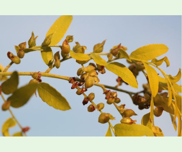 Byľomor Dasineura gleditchiae