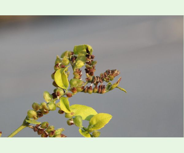 Byľomor Dasineura gleditchiae