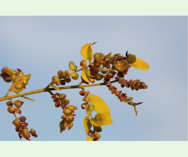 Byľomor Dasineura gleditchiae