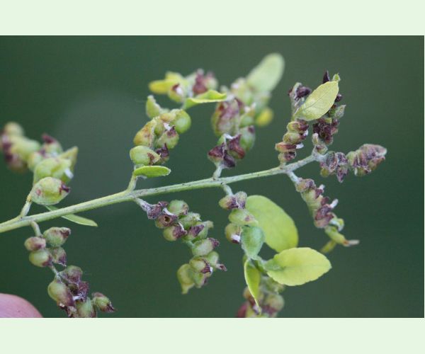 Byľomor Dasineura gleditchiae