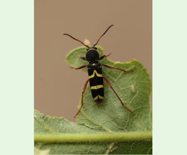 Fuzáč Clytus arietis