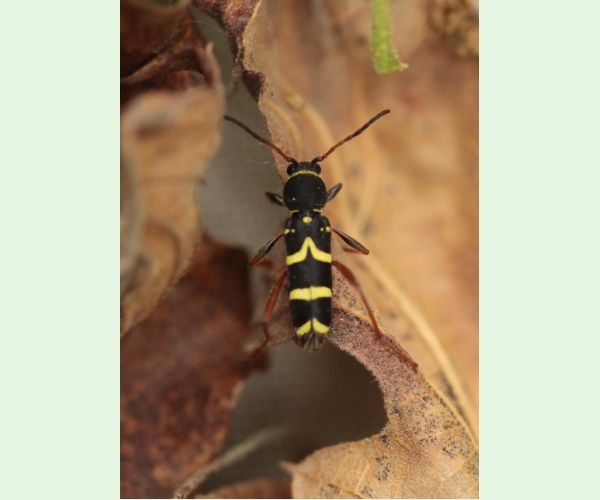 Fuzáč Clytus arietis