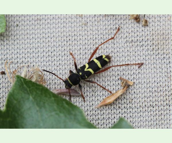 Fuzáč Clytus arietis