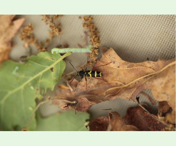 Fuzáč Clytus arietis