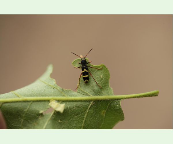 Fuzáč Clytus arietis