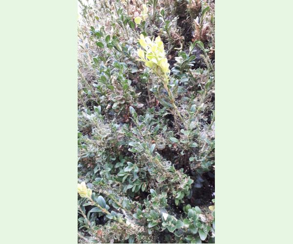 Víjačka krušpánová