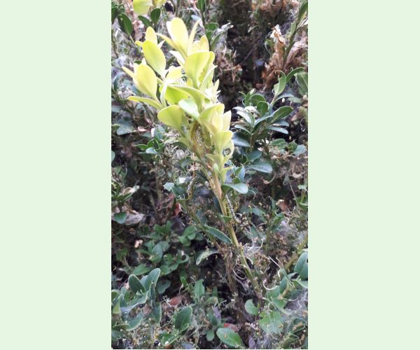 Víjačka krušpánová