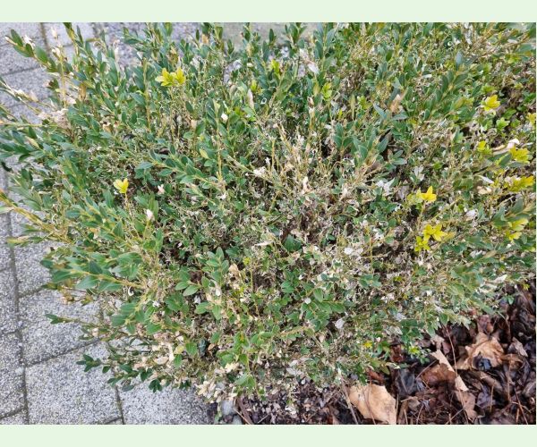 Víjačka krušpánová