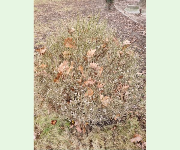 Víjačka krušpánová