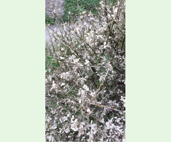 Víjačka krušpánová