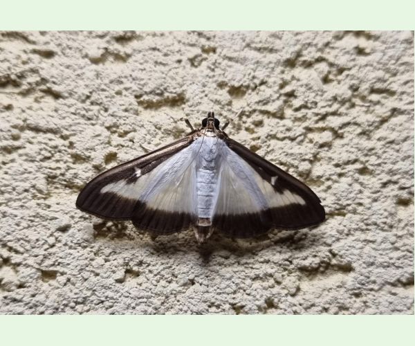 Víjačka krušpánová