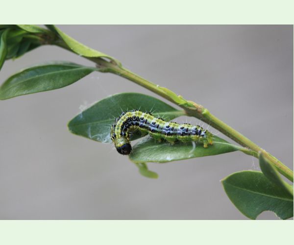 Víjačka krušpánová