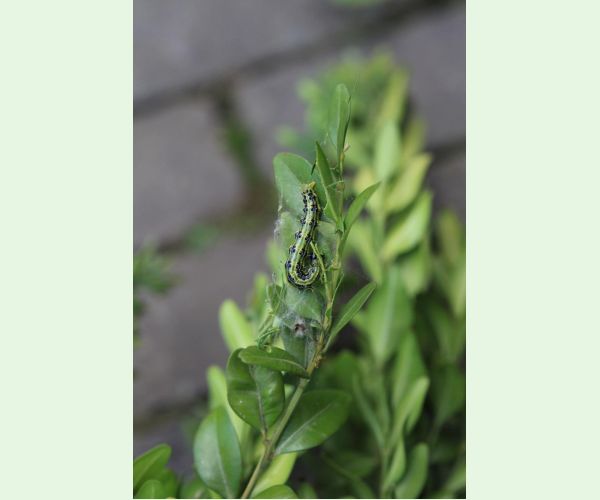 Víjačka krušpánová