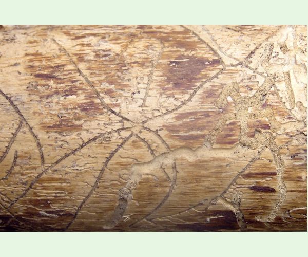 Lykožrút obyčajný