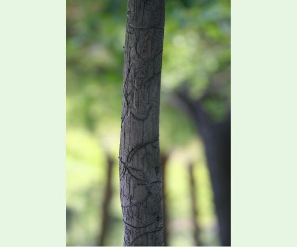 Lykožrút obyčajný