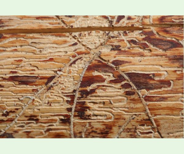 Lykožrút obyčajný