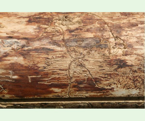 Lykožrút obyčajný