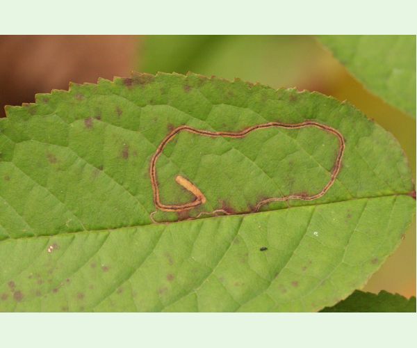 Podkopáčik ovocný