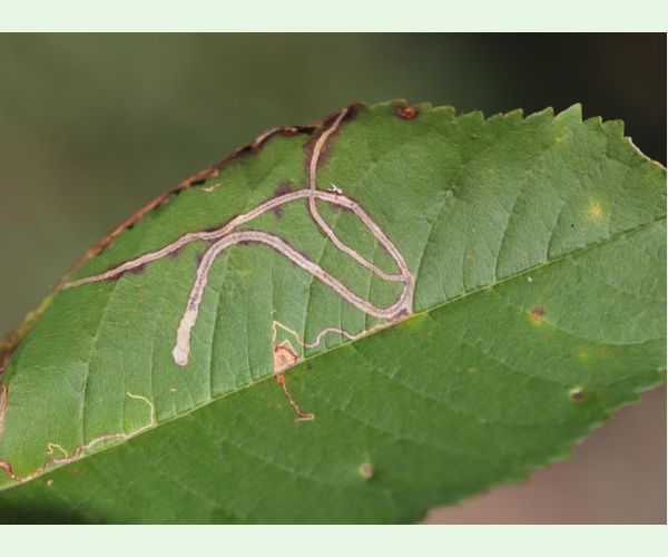 Podkopáčik ovocný