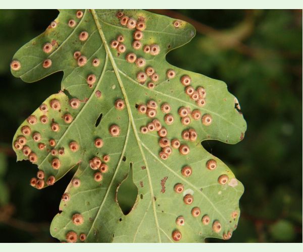Hrčiarka Neuroterus numismalis