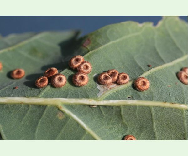 Hrčiarka Neuroterus numismalis