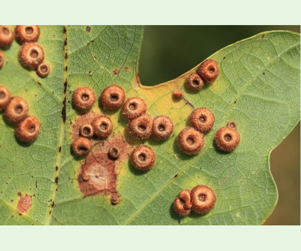 Hrčiarka Neuroterus numismalis