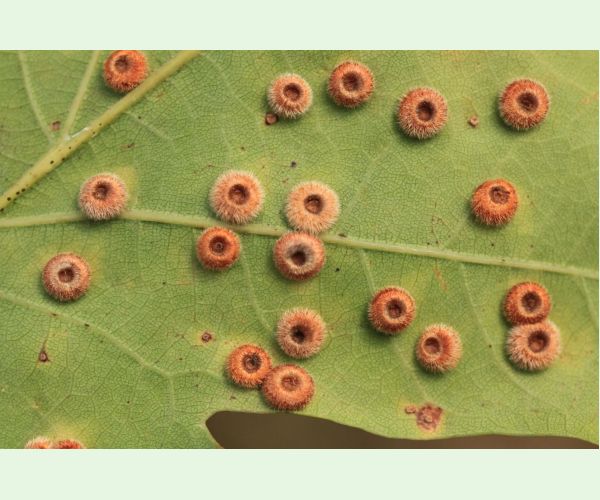 Hrčiarka Neuroterus numismalis