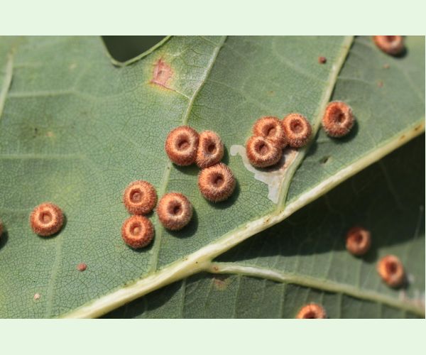 Hrčiarka Neuroterus numismalis