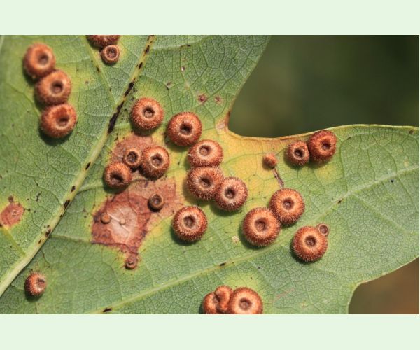 Hrčiarka Neuroterus numismalis