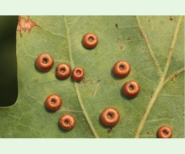 Hrčiarka Neuroterus numismalis