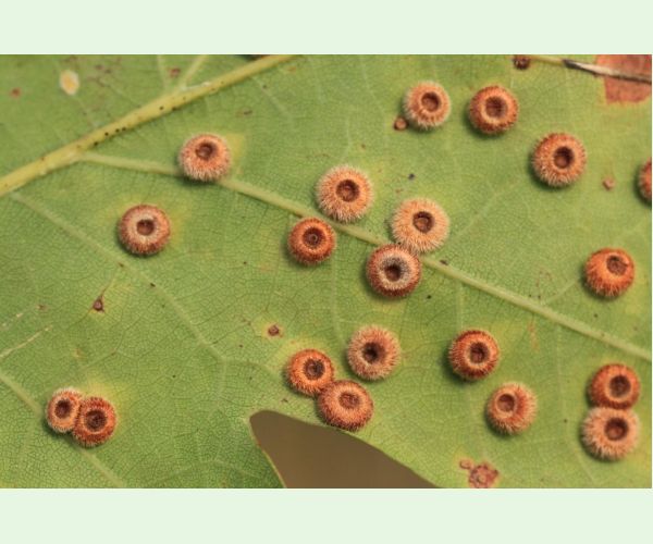 Hrčiarka Neuroterus numismalis