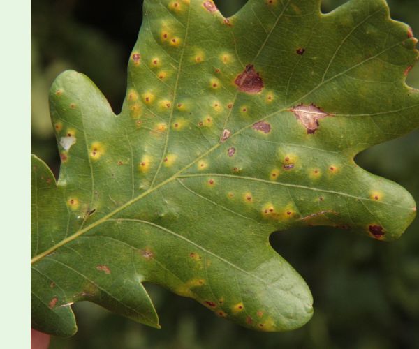 Hrčiarka Neuroterus numismalis
