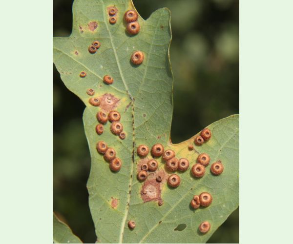 Hrčiarka Neuroterus numismalis