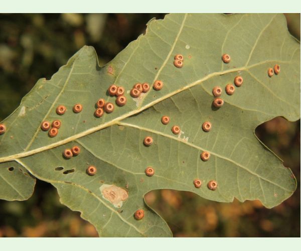 Hrčiarka Neuroterus numismalis