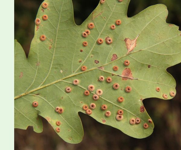 Hrčiarka Neuroterus numismalis