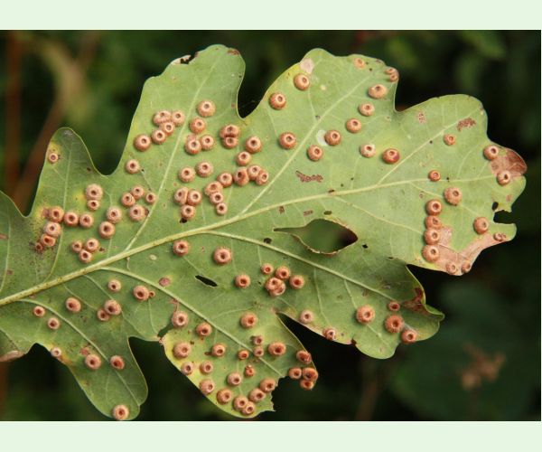 Hrčiarka Neuroterus numismalis