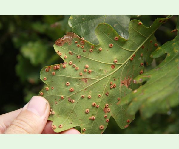 Hrčiarka Neuroterus numismalis