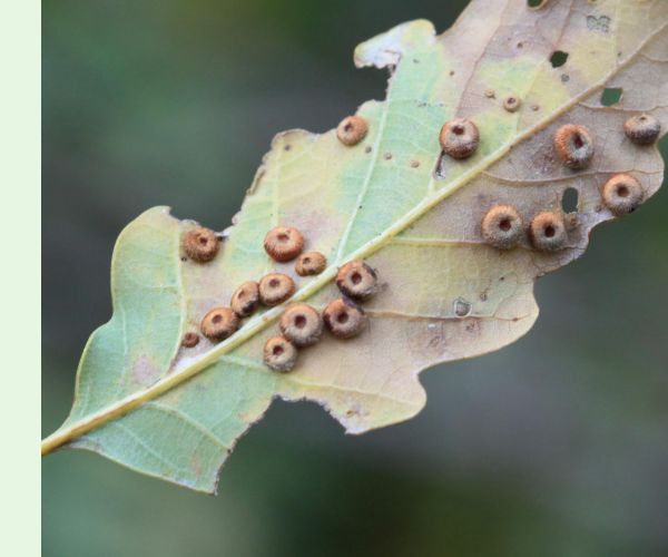 Hrčiarka Neuroterus numismalis