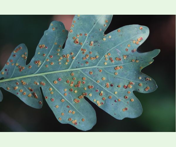 Hrčiarka Neuroterus numismalis